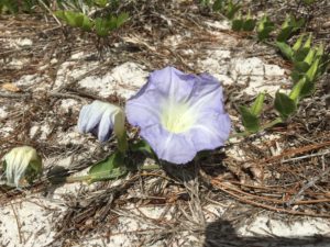 Scrub Morning Glory, Bonamia grandiflora