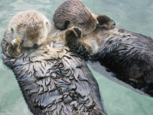 Sea Otter l Delightful Marine Mammal - Our Breathing Planet