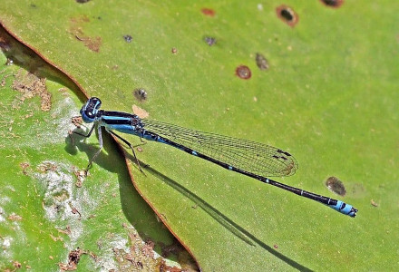 Socotra Bluet, Azuragrion granti