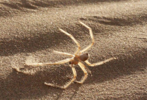 Somersaulting Spider, Cebrennus rechenbergi