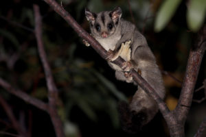 Sugar Glider, Petaurus breviceps