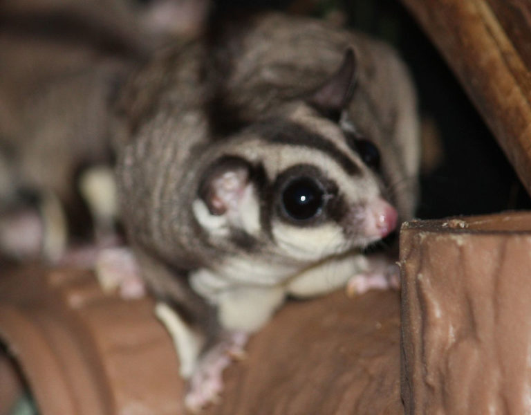 Sugar Glider l Amazing Marsupial - Our Breathing Planet