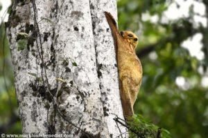 Sunda Colugo, Galeopterus variegatus