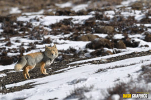 Tibetan Sand Fox, Vulpes ferrilata