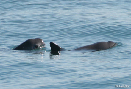 Vaquita, Phocoena sinus