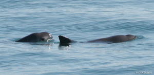 Vaquita, Phocoena sinus