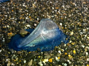 Velella, Velella velella