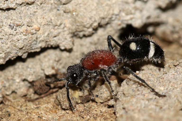 Velvet Ant l Astounding Wasp - Our Breathing Planet