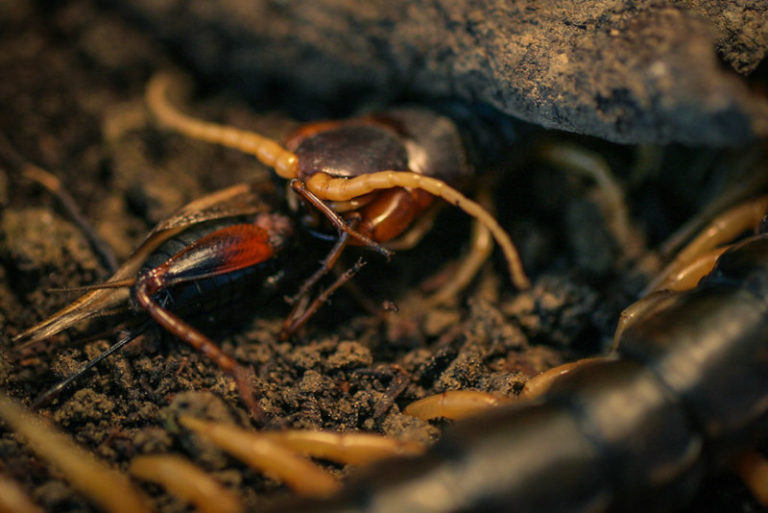 Vietnamese Centipede l Super Venomous - Our Breathing Planet