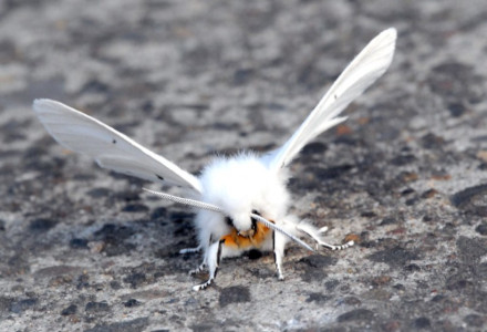 white ermine moth