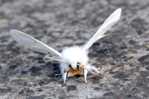 White Ermine, Spilosoma lubricipeda