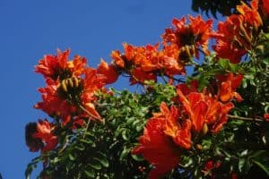 African Tulip Tree, Spathodea campanulata