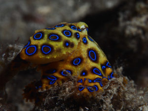 Greater blue-ringed octopus, Hapalochlaena lunulata