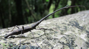 New Zealand Giraffe Weevil, Lasiorhynchus barbicornis