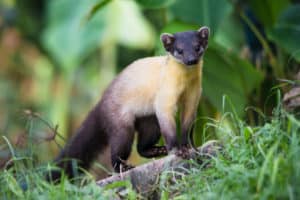 Yellow Throated Marten, Martes flavigula