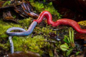 Kinabalu Giant Red Leech, Mimobdella buettikoferi