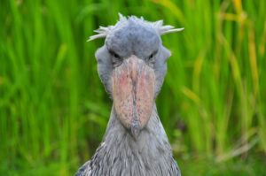 Shoebill, Balaeniceps rex