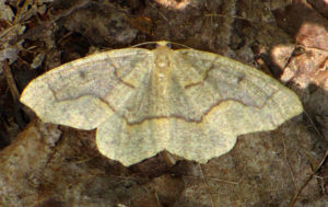 Hemlock Looper, Lambdina fiscellaria