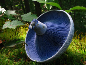 Indigo Milk Cap, Lactarius indigo