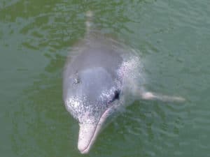 Indo-Pacific humpback dolphin, Sousa chinensis chinensis