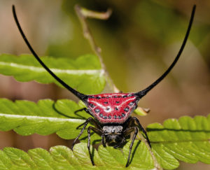 Long-Horned Orb Weaver, Macracantha arcuata