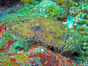 Sculptured Mitten Lobster, Parribacus antarcticus