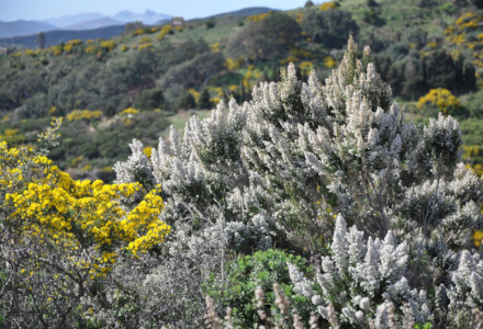 Tree Heather, Erica arborea