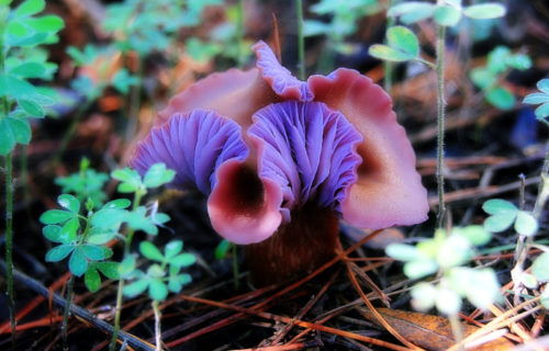 5 Amazing Fungi of Asia