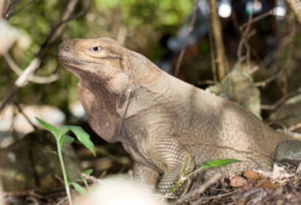 Anegada Ground Iguana, Cyclura pinguis