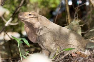 Anegada Ground Iguana, Cyclura pinguis