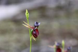 Flying Duck Orchid, Caleana major