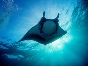 Giant Manta Ray, Manta birostris