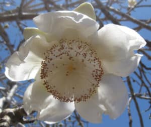 Grandidier's Baobab, Adansonia digitata