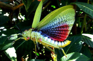 Green Milkweed Grasshopper, Phymateus viridipes