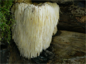 Icicle Mushroom, Hericium