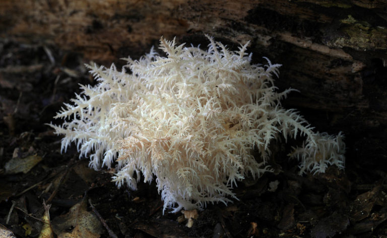 Icicle Mushroom l Remarkable Look - Our Breathing Planet