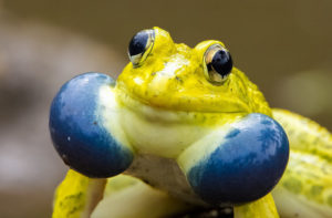 Indian Bullfrog, Hoplobatrachus tigerinus