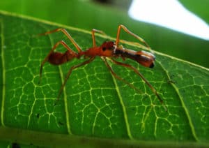 Kerengga ant-like jumper, Myrmarachne plataleoides