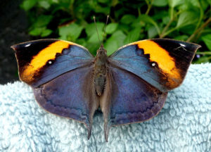 Orange Oakleaf, Kallima inachus