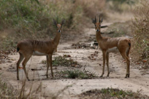 Oribi, Ourebia ourebi