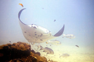 Reef Manta Ray, Manta alfredi