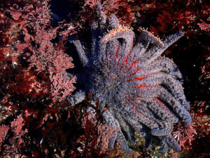 Sunflower Sea Star, Pycnopodia helianthoide