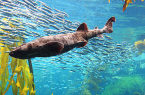 Swell Shark, Cephaloscyllium ventriosum