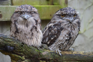 Tawny Frogmouth, Podargus strigoides