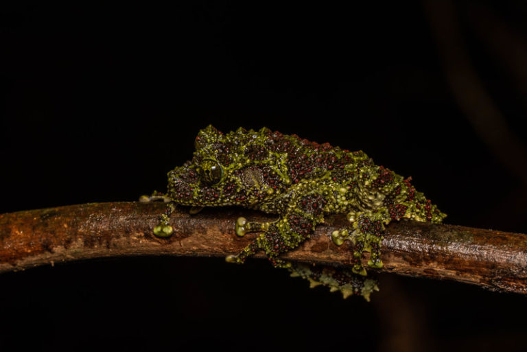 Vietnamese Mossy Frog l Fascinating - Our Breathing Planet