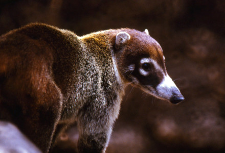 White-Nosed Coatimundi, Nasua narica