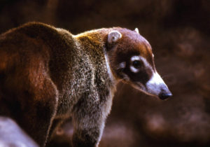 White-Nosed Coatimundi, Nasua narica