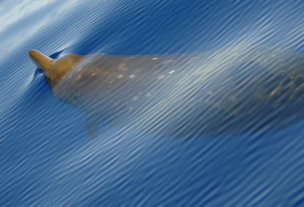 Blainville's Beaked Whale, Mesoplodon densirostris