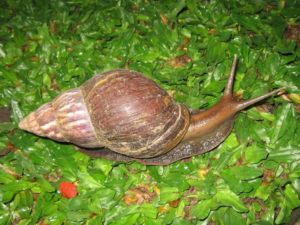 Giant African Land Snail, Lissachatina fulica