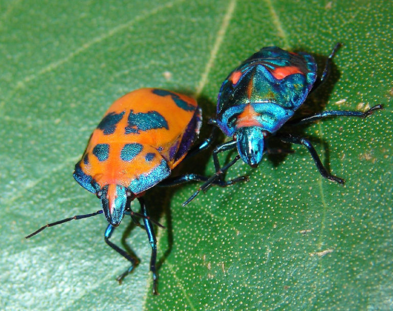 hibiscus-harlequin-bug-l-dazzling-invertebrate-our-breathing-planet